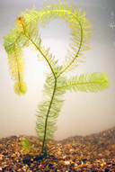 Myriophyllum *