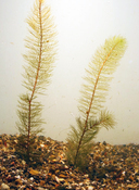 Myriophyllum pinnatum *
