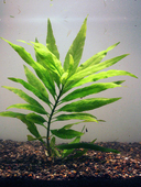 Normaphila angustifolia