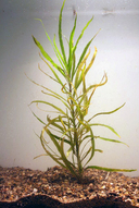 Normaphila spec *