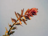 Rotala rotundifolia