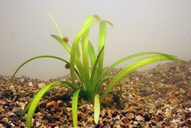 Sagittaria species