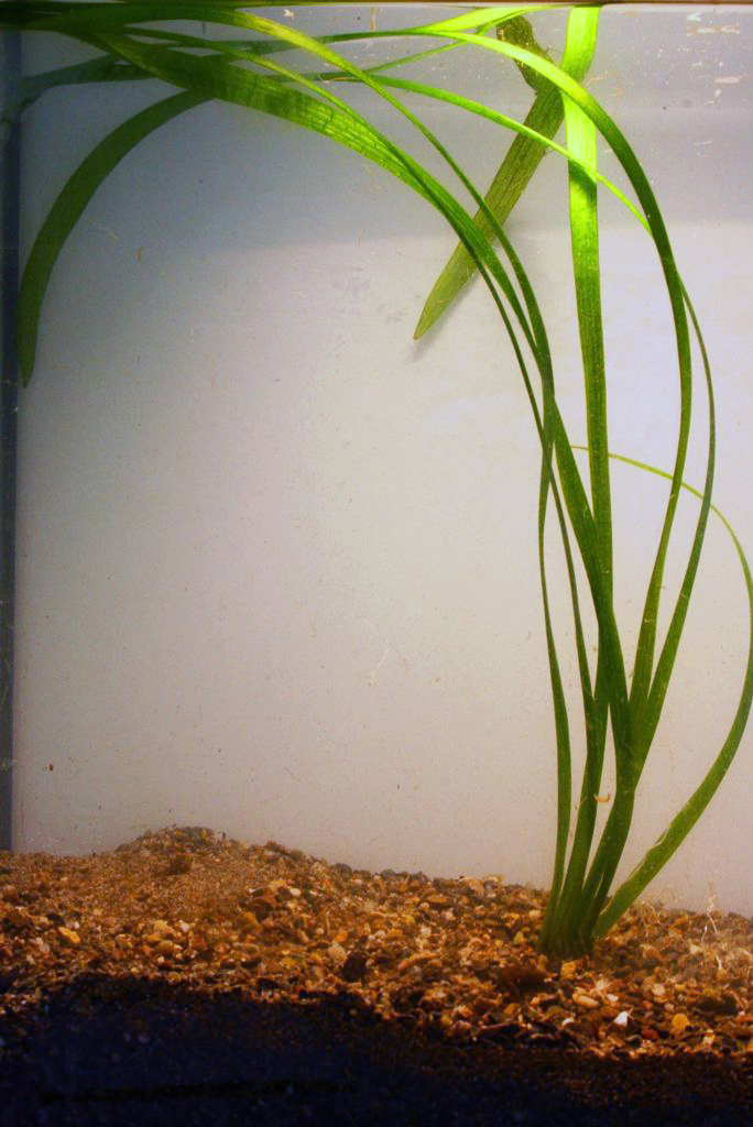 Sagittaria Gigantea