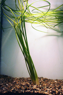 Sagittaria sub gracillima