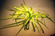 Stratiotes aloides *
