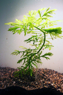 Synnema trifolorum *