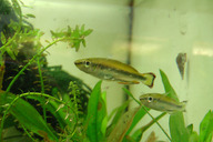 Rotschwanz Ährenfisch *