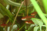 Feuersalmler  *