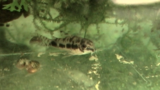 Corydoras-Habrosus *