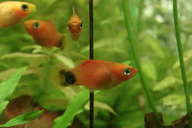 Sunset platy *