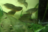 Mosaikfadenfisch *