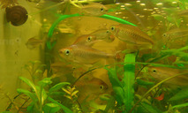 Kongosalmler *