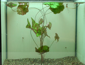 Nymphäa micrantha 