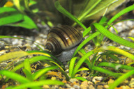 Apfelschnecke- *
ampullarius