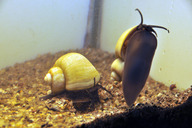 Apfelschnecke-
ampularia *