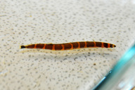 Dornauge 