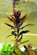 Alternanthera reinekii