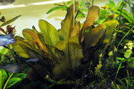 Echinodorus rote Perle