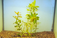 Shinnersia rivularis
