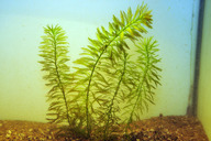 Myriophyllum aquaticum *