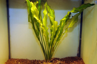 Echinodorus martii *