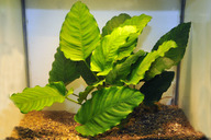 Anubias barterii