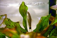 Crossocheilus-Reticulatus *