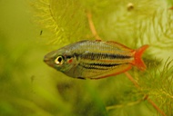 Zwergregenbogen- fisch rot
