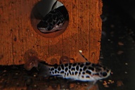 Tatia perugiae *