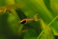 Guppy pariser
