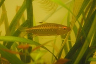 Arnoldichtys 