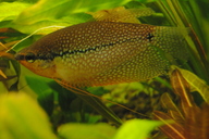 Mosaikfadenfisch *