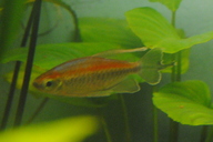 Kongosalmler *