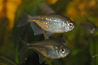 Brillantsalmler *