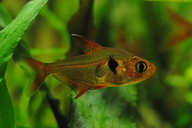 Phantomsalmler rot *