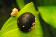 Helmschnecke