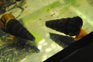 Tylomelania sp. orange