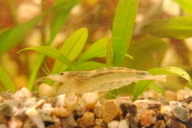 Caridina japonica