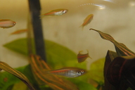 Glühlicht Danio *