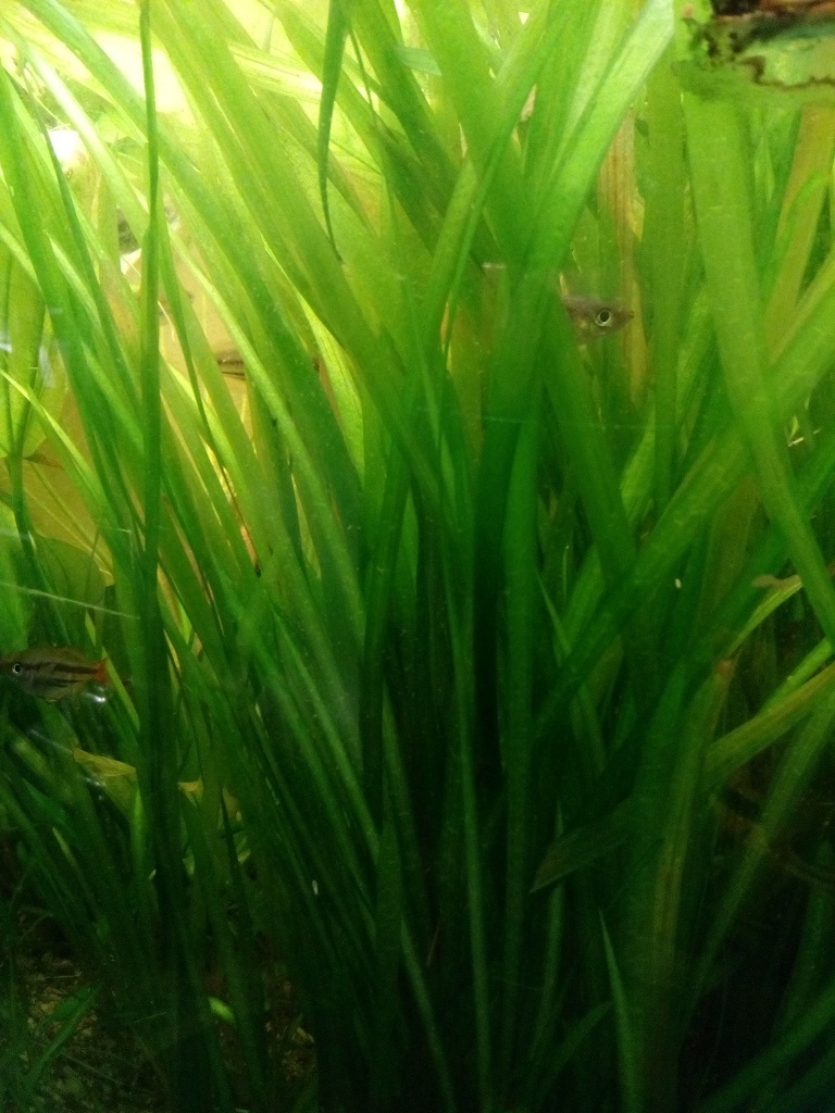 Vallisneria