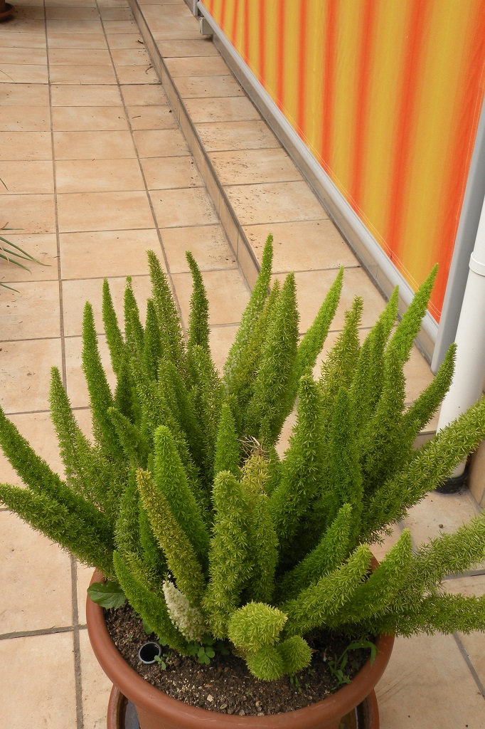 Asparagus densiflorus
