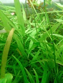 Nomaphila trifoliata