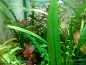 Schmucksalmler
white fin
