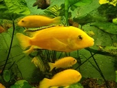 Yellow Buntbarsch 