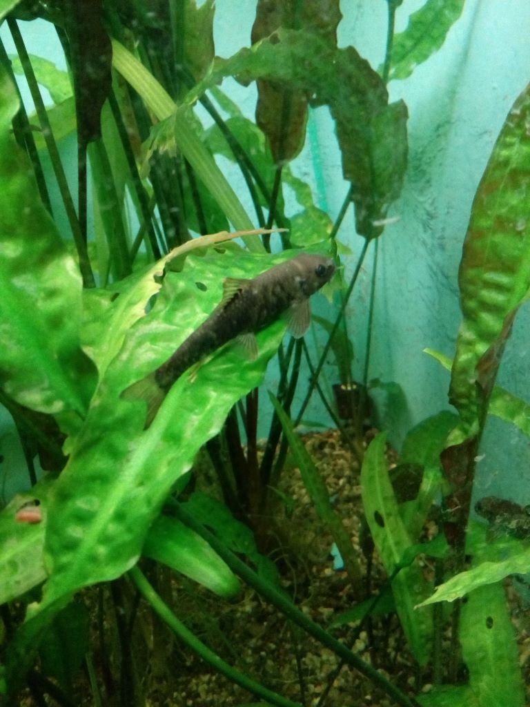 Garra rufa